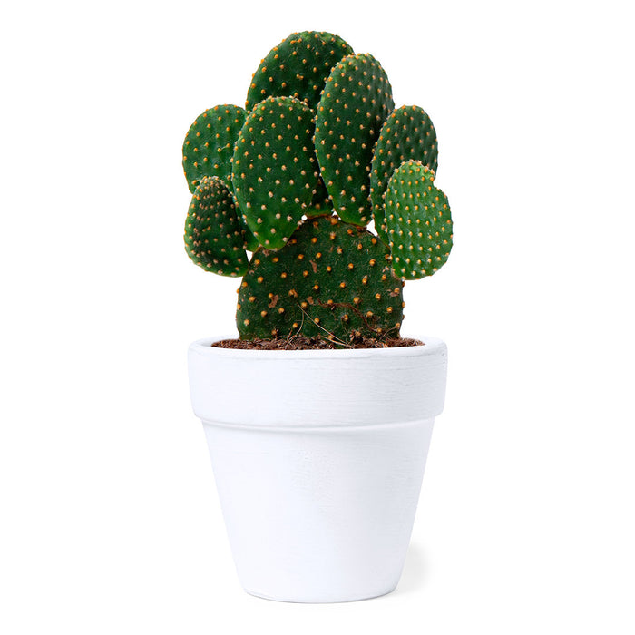 White Terracotta Pot with Cactus Seeds