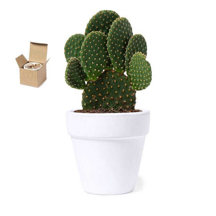 White Terracotta Pot with Cactus Seeds
