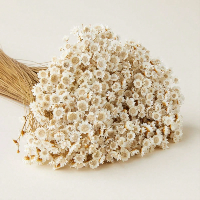 Natural Colour Dried Daisies