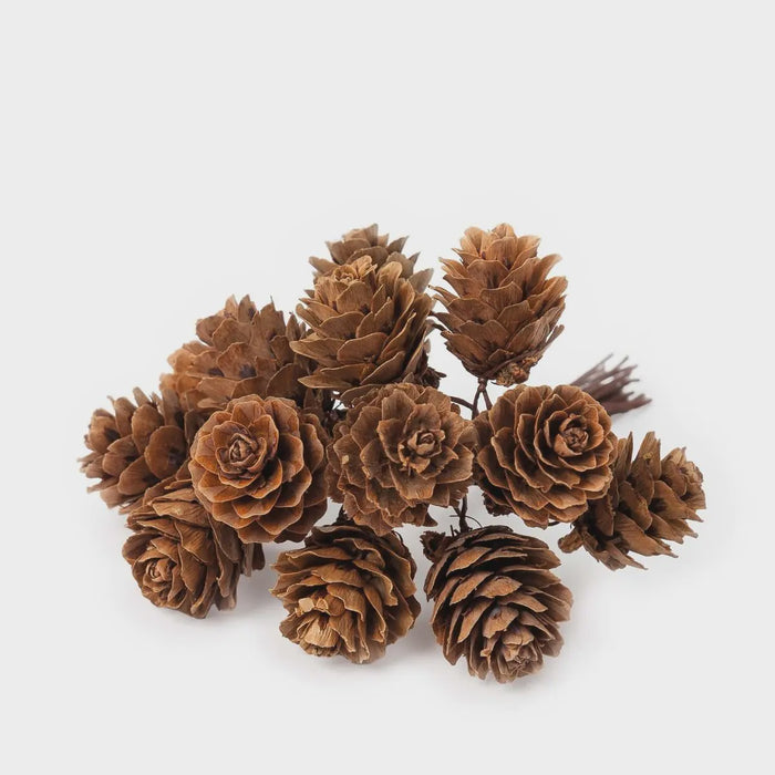 Bunch of natural pine cones