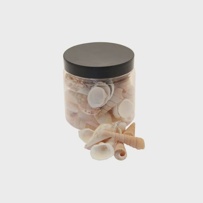 Mixed Natural Sea Shells in Jar