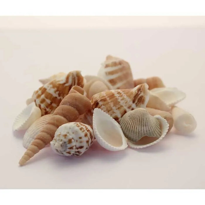 Mixed Natural Sea Shells in Jar