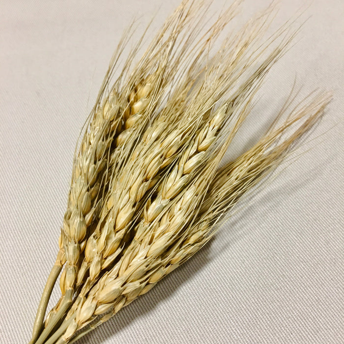 Wheat - Artificial